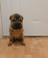 Chinese Shar - Pei Puppies