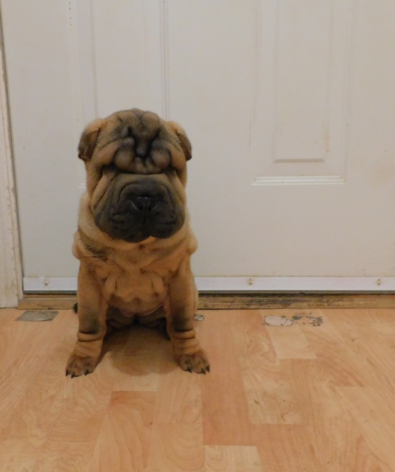 Chinese Shar - Pei Puppies