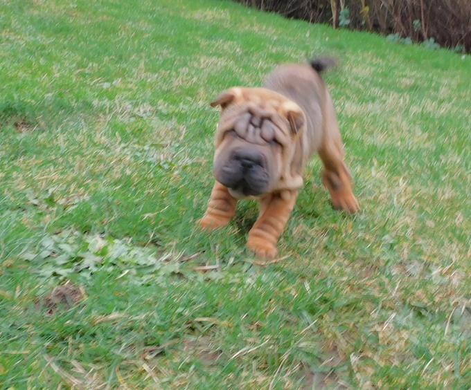 Chinese Shar - Pei Puppies