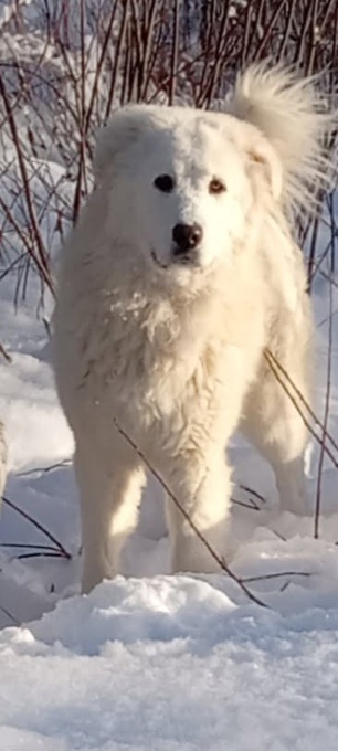 Pyrenees/Kuvasz