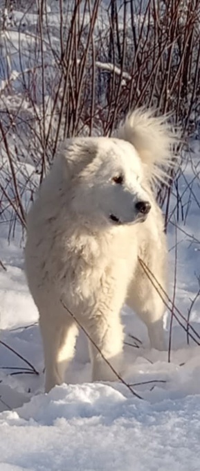 Pyrenees/Kuvasz