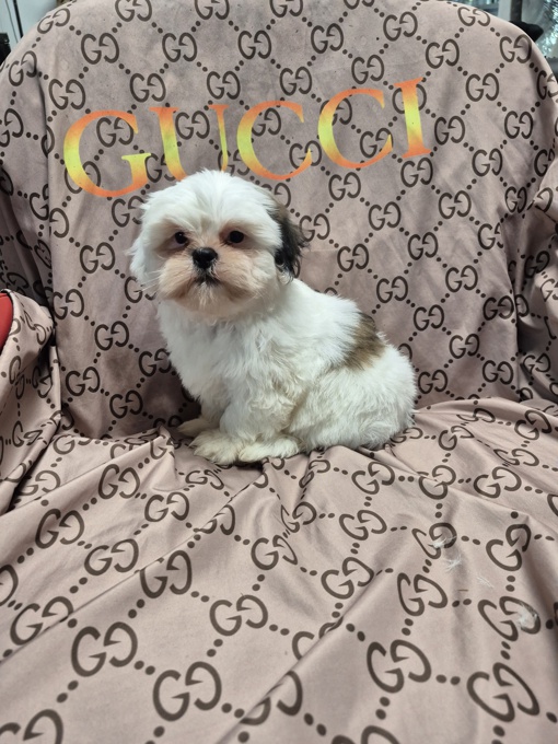 Shihtzu