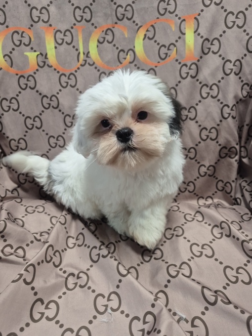 Shihtzu
