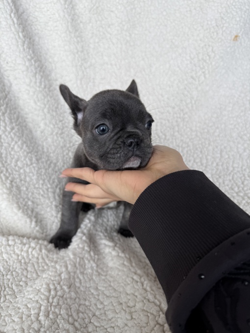 French bulldog