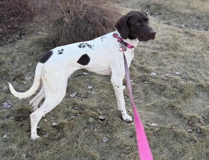German Shorthair pointer