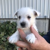 west highland terrier