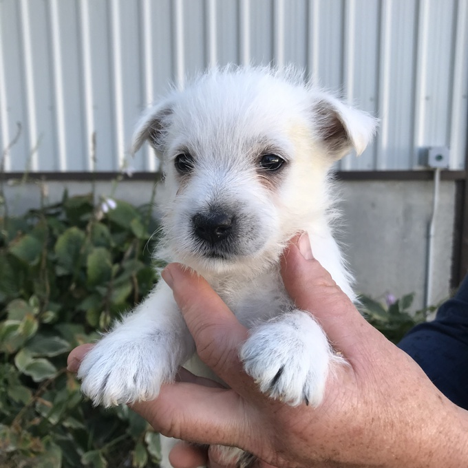 west highland terrier