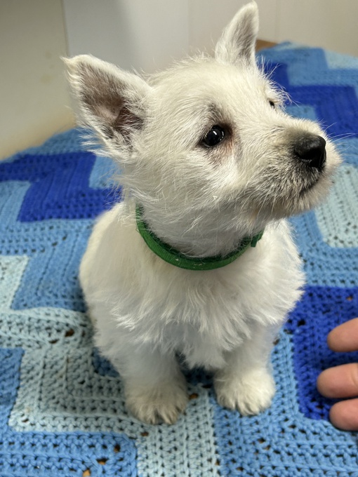 west highland terrier
