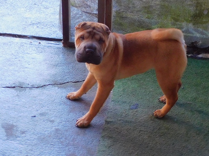 Chinese Shar - Pei Puppies