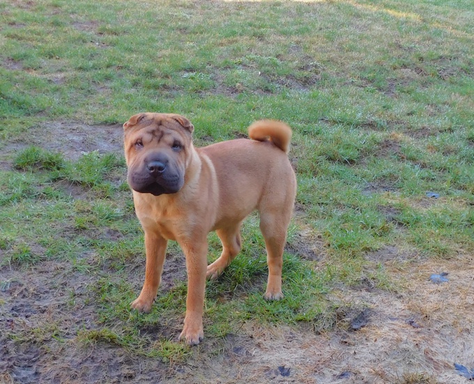 Chinese Shar - Pei Puppies