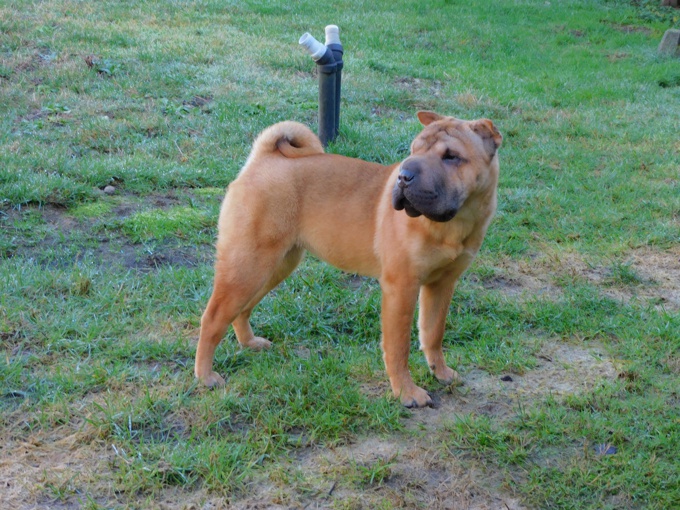 Chinese Shar - Pei Puppies
