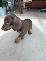 Dachshund