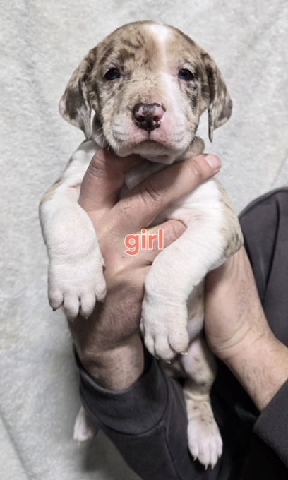 american bully
