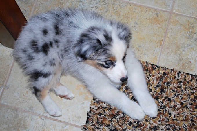 Australian Shepherd