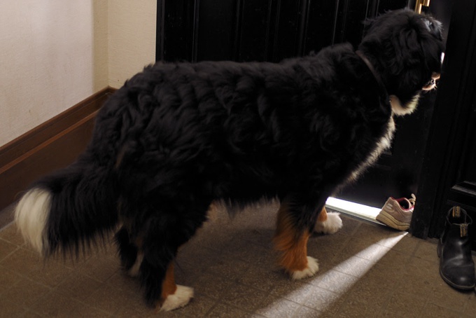 Bernese Mountain Dog