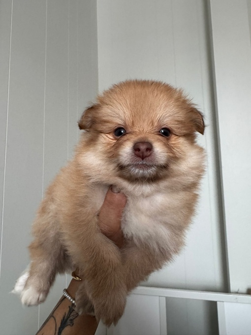 Pomeranian