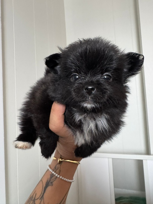Pomeranian