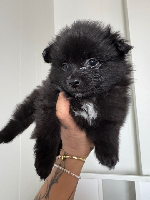 Pomeranian