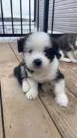 Shihtzu x Husky