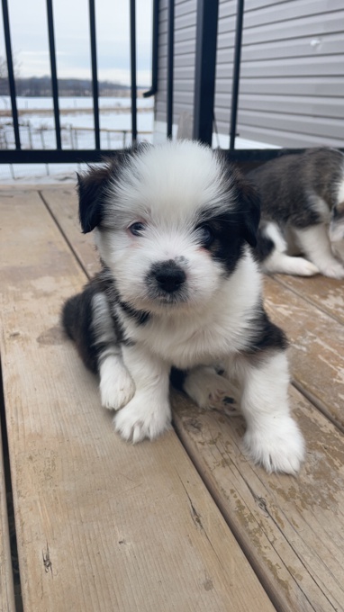 Shihtzu x Husky