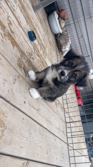 Shihtzu x Husky