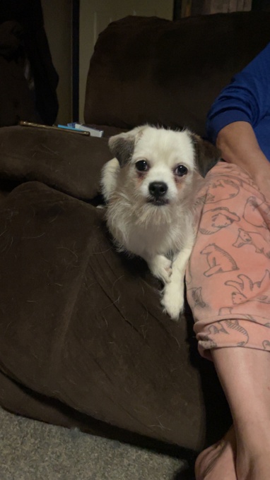 Yorkie x shihtzu x Chihuahua