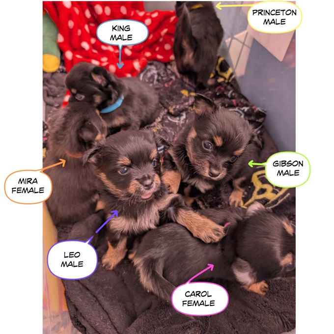 Pomeranian Chihuahua