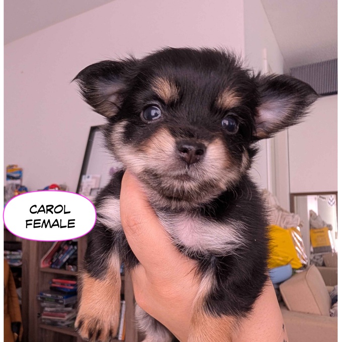 Pomeranian Chihuahua