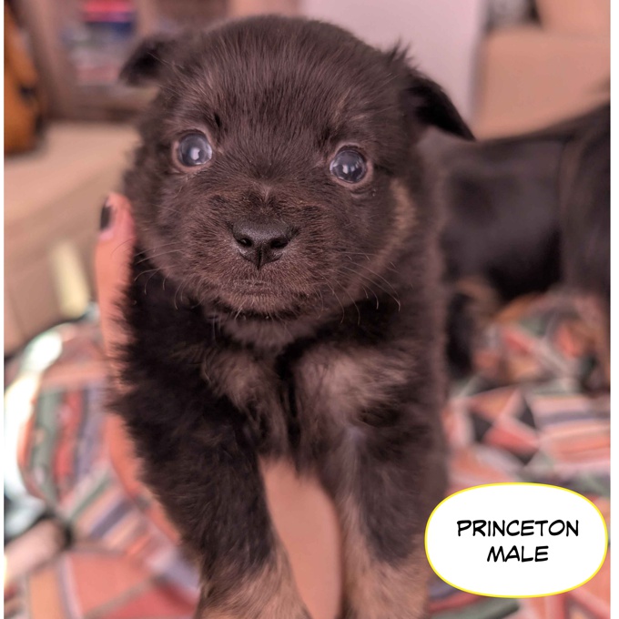 Pomeranian Chihuahua