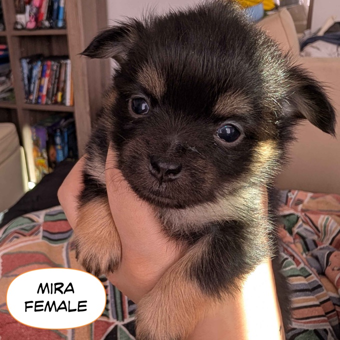 Pomeranian Chihuahua