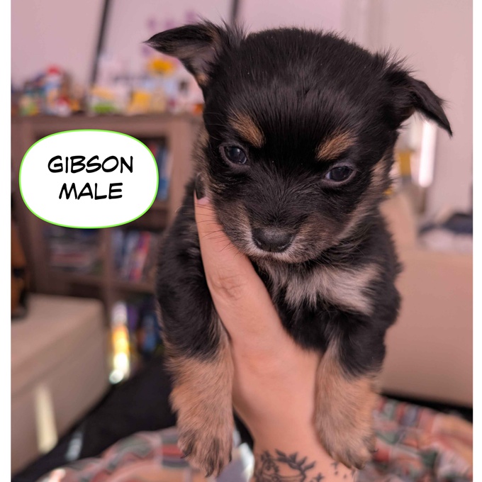 Pomeranian Chihuahua