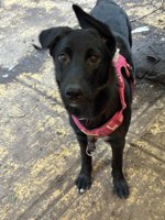 German shepherd golden retriever cross