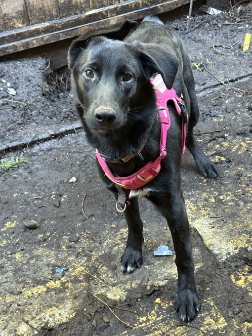 German shepherd golden retriever cross
