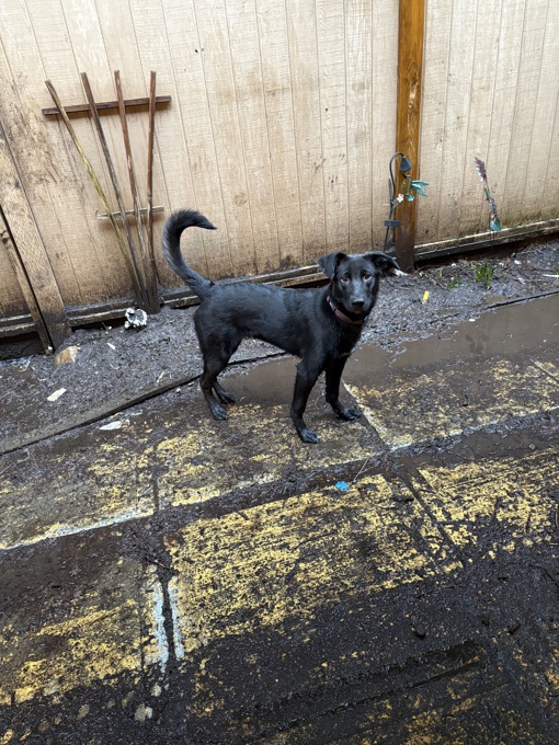 German shepherd golden retriever cross