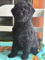 Cockapoo