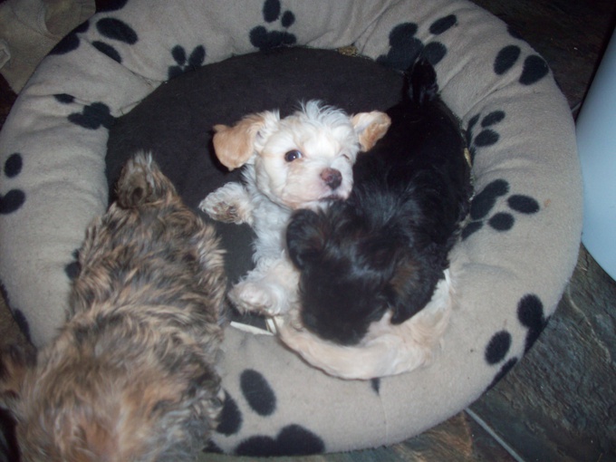 toy poddle cross yorkie