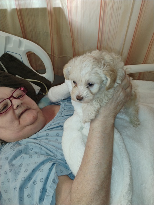 toy poddle cross yorkie