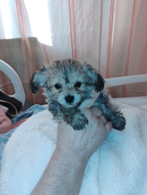 toy poddle cross yorkie