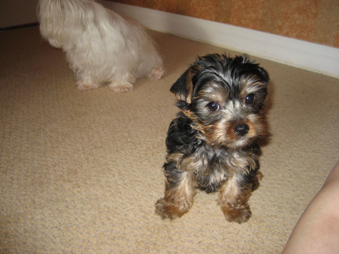 Yorkie