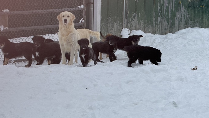 Golden retriever/black lab GOLDADOR