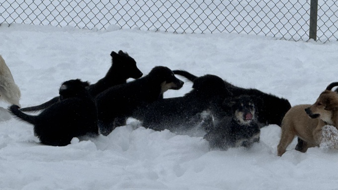 Golden retriever/black lab GOLDADOR