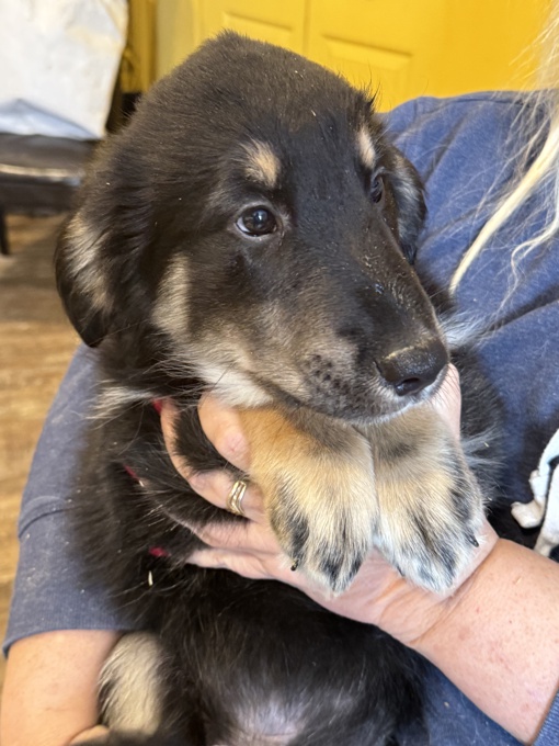 Golden retriever/black lab GOLDADOR