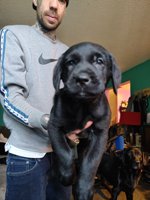 Golden mountain dog mixed with pinser