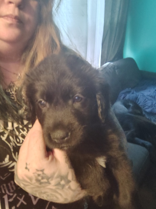 Golden mountain dog mixed with pinser