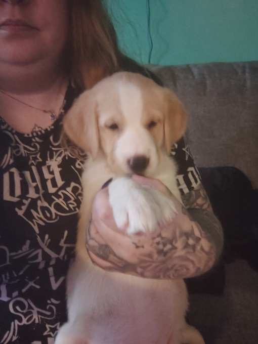 Golden mountain dog mixed with pinser