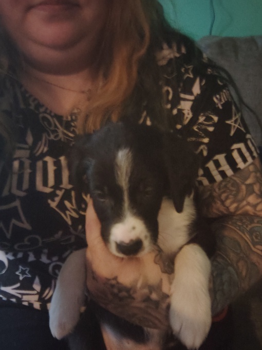 Golden mountain dog mixed with pinser