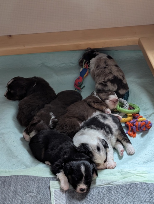 Miniature American Shepherd