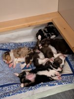 Miniature American Shepherd