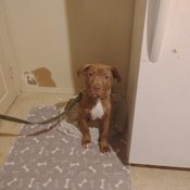 Cane Corso and bully XL mix