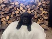 Golden Retriever / Collie